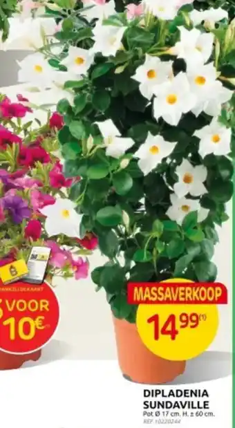 Brico DIPLADENIA SUNDAVILLE aanbieding