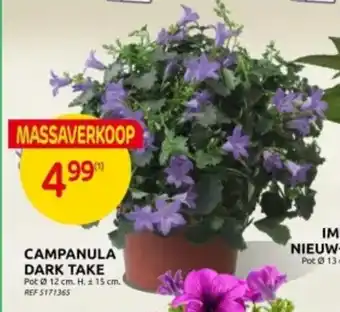 Brico CAMPANULA DARK TAKE aanbieding