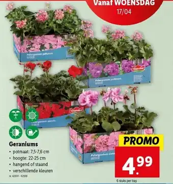 Lidl Geraniums aanbieding