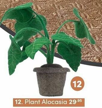 Baby & Tiener Plant alocasia aanbieding
