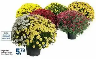 Makro Chrysanten aanbieding