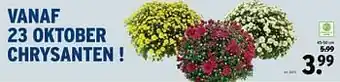 Chrysanten