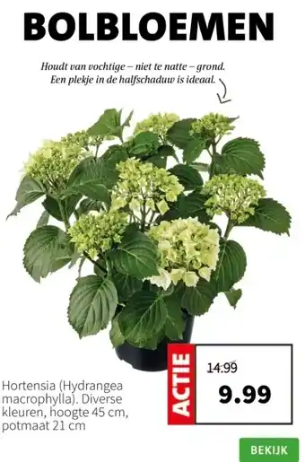 Intratuin Hortensia (Hydrangea macrophylla) aanbieding