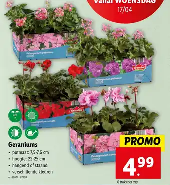 Lidl Geraniums aanbieding