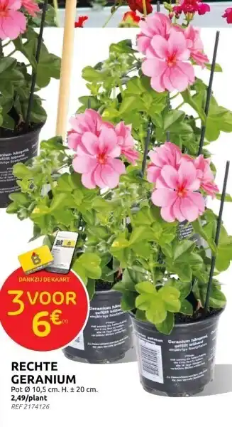 Brico RECHTE GERANIUM aanbieding