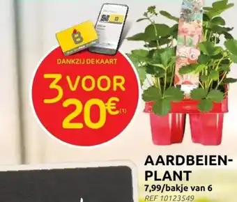 Brico AARDBEIEN- PLANT aanbieding