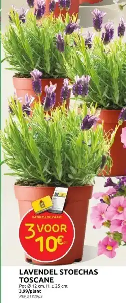 Brico LAVENDEL STOECHAS TOSCANE aanbieding