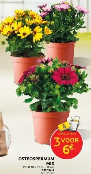 Brico OSTEOSPERMUM MIX aanbieding