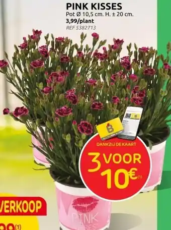 Brico DIANTHUS PINK KISSES aanbieding