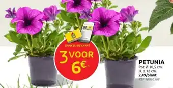 Brico PETUNIA aanbieding