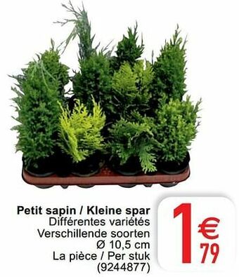Petit sapin - kleine spar