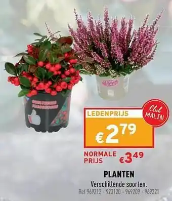 Trafic Planten aanbieding