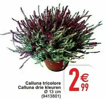 Calluna tricolore calluna drie kleuren