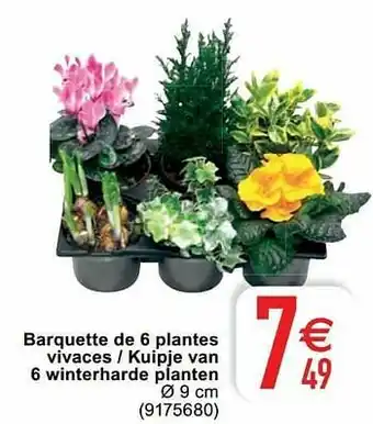 Barquette de 6 plantes vivaces - kuipje van 6 winterharde planten