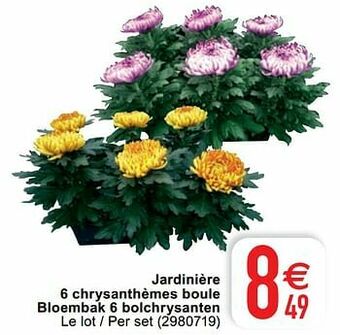 Cora Jardinière 6 chrysanthèmes boule bloembak 6 bolchrysanten aanbieding