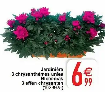 Cora Jardinière 3 chrysanthèmes unies bloembak 3 effen chrysanten aanbieding