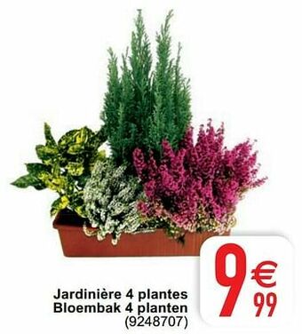 Cora Jardinière 4 plantes bloembak 4 planten aanbieding