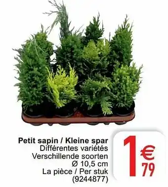 Cora Petit sapin - kleine spar aanbieding