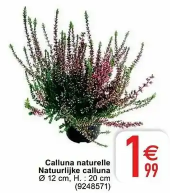Calluna naturelle natuurlijke calluna