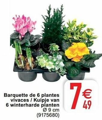 Cora Barquette de 6 plantes vivaces - kuipje van 6 winterharde planten aanbieding