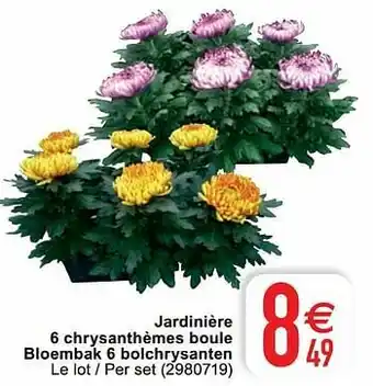 Cora Jardinière 6 chrysanthèmes boule bloembak 6 bolchrysanten aanbieding