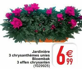 Cora Jardinière 3 chrysanthèmes unies bloembak 3 effen chrysanten aanbieding