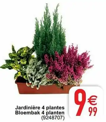 Cora Jardinière 4 plantes bloembak 4 planten aanbieding