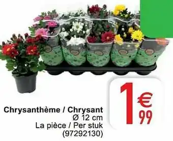 Chrysanthème - chrysant