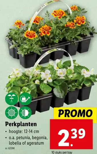 Lidl Perkplanten hoogte: 12-14 cm nr. 62596 aanbieding