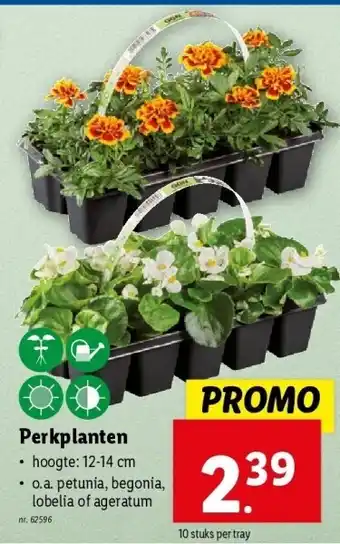 Lidl Perkplanten aanbieding