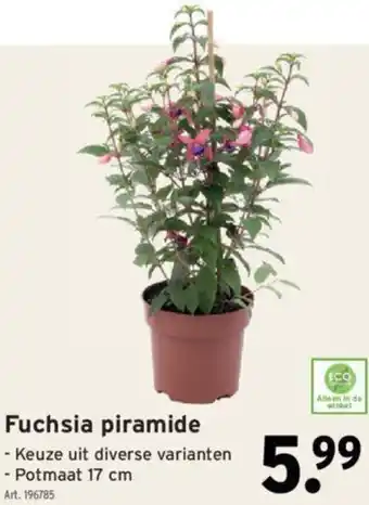 GAMMA Fuchsia piramide aanbieding