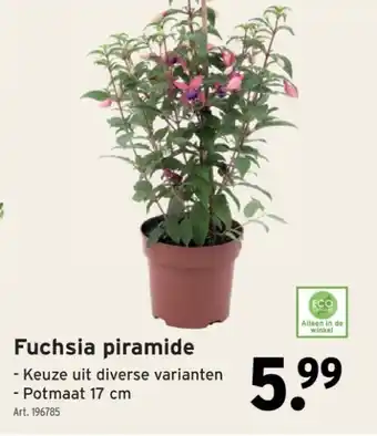 GAMMA Fuchsia piramide aanbieding