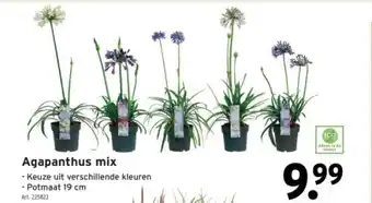 GAMMA Agapanthus mix aanbieding