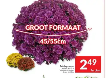 Bolchrysanten 45-55cm per plant