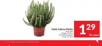 Heide Calluna Marlies per plant
