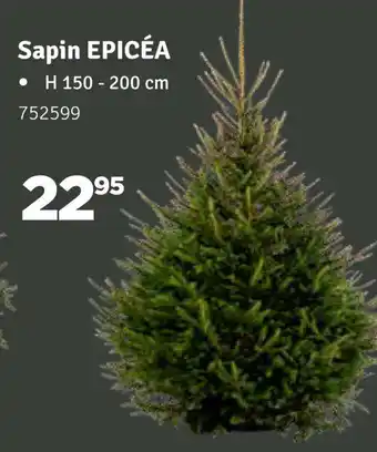 Sapin Epicea