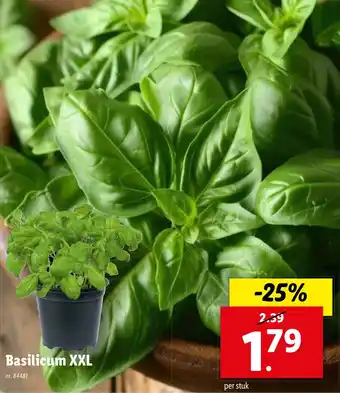 Lidl Basilicum XXL nr.84481 aanbieding