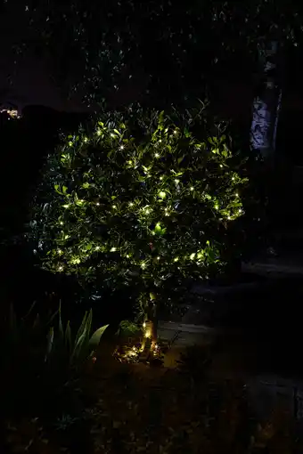 Lichtjes vuurvliegen