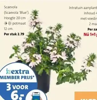 Intratuin Scaevola (Scaevola 'Blue') aanbieding