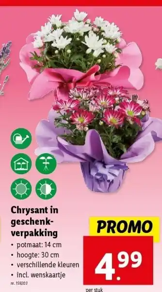 Lidl Chrysant in geschenkverpakking aanbieding