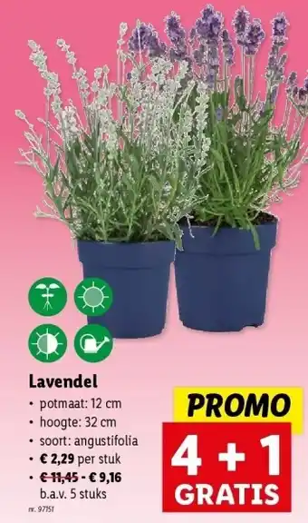 Lidl Lavendel aanbieding