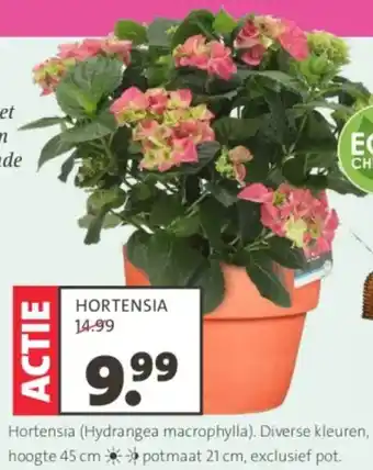 Intratuin HORTENSIA aanbieding