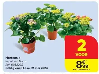 Carrefour Hortensia aanbieding