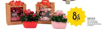 Cora Kalanchoë aanbieding