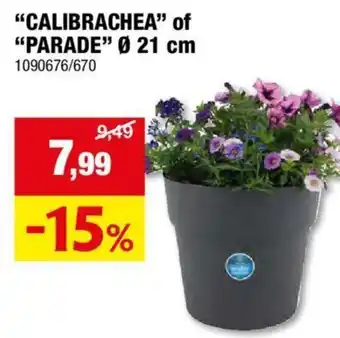 CALIBRACHEA of PARADE Ø 21 cm