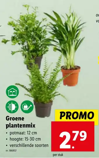 Lidl Groene plantenmix aanbieding