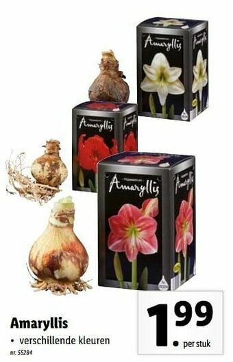 Lidl Amaryllis aanbieding