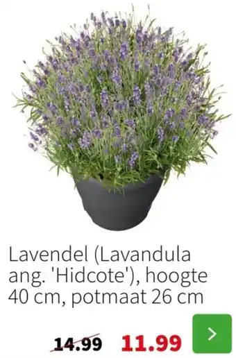 Intratuin Lavendel (Lavandula ang. Hidcote) aanbieding