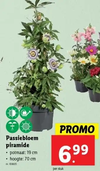 Lidl Passiebloem piramide aanbieding