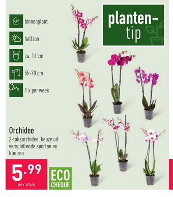 ALDI Orchidee per stuk aanbieding
